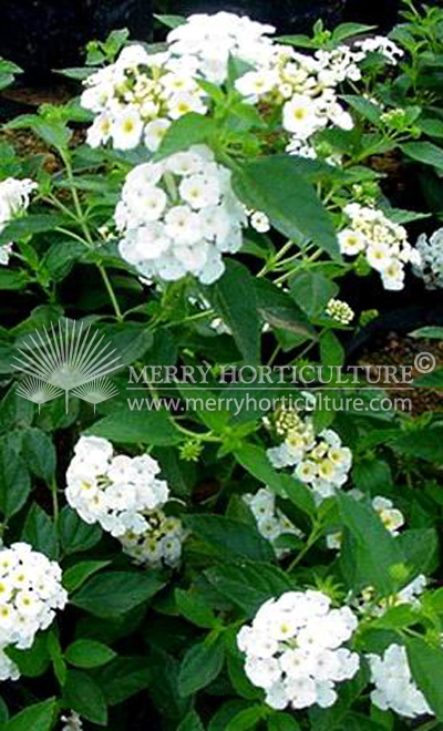 Lantana camara  'Nivea'